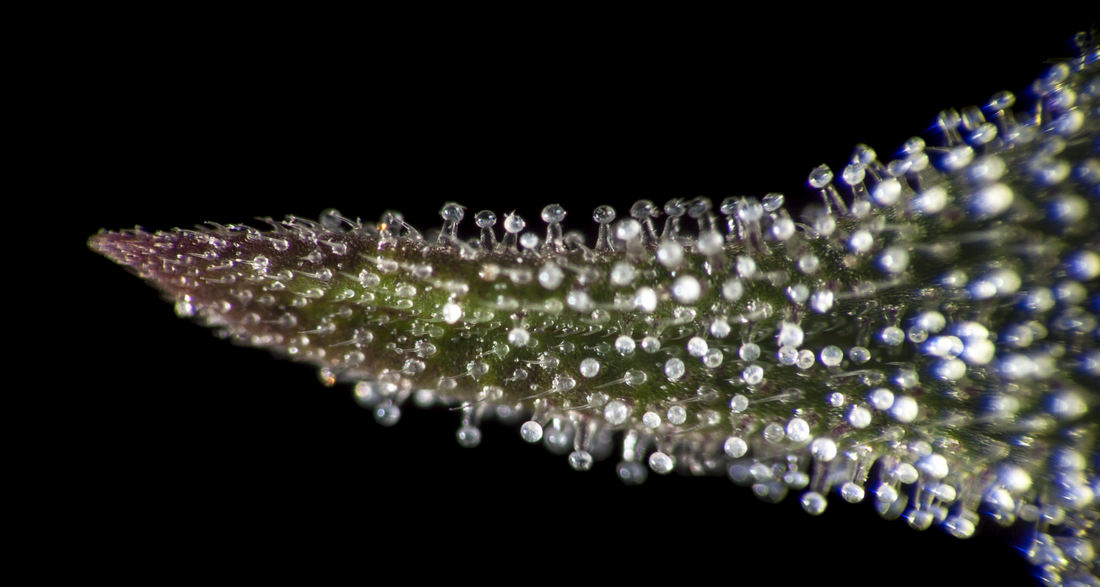 The Most Common Cannabis-Derived Cannabinoids