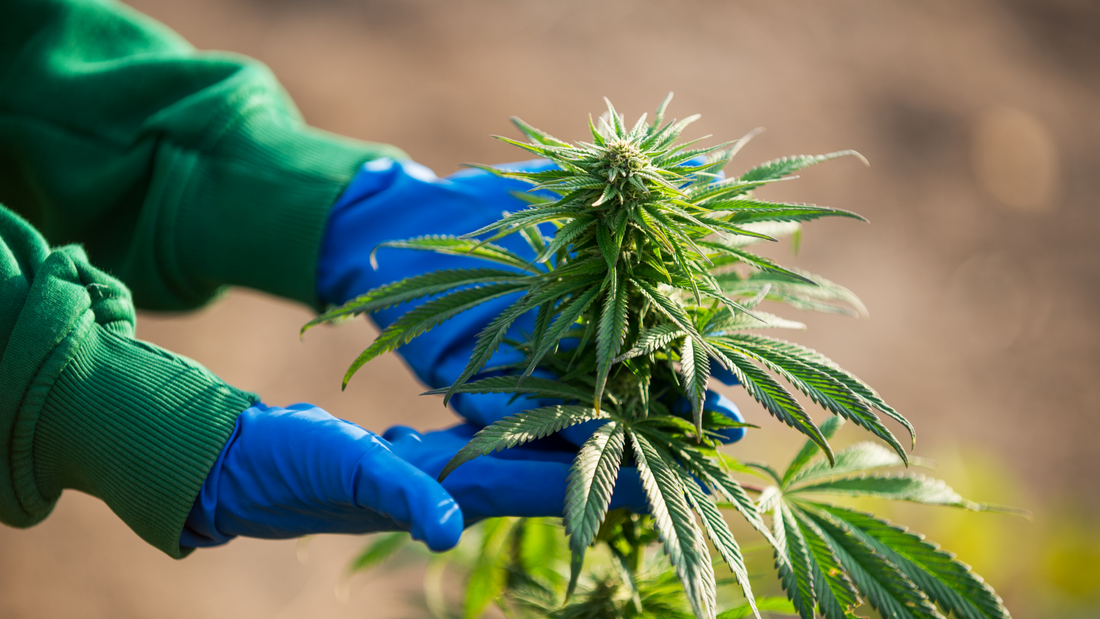 10 Most Common Terpenes