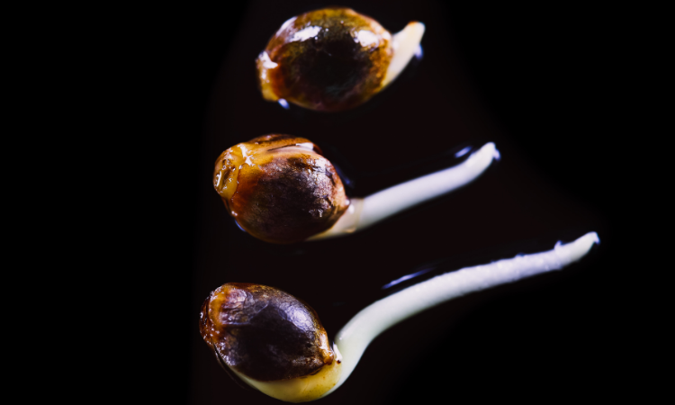 Cannabis Genetics: The Future of Cultivation
