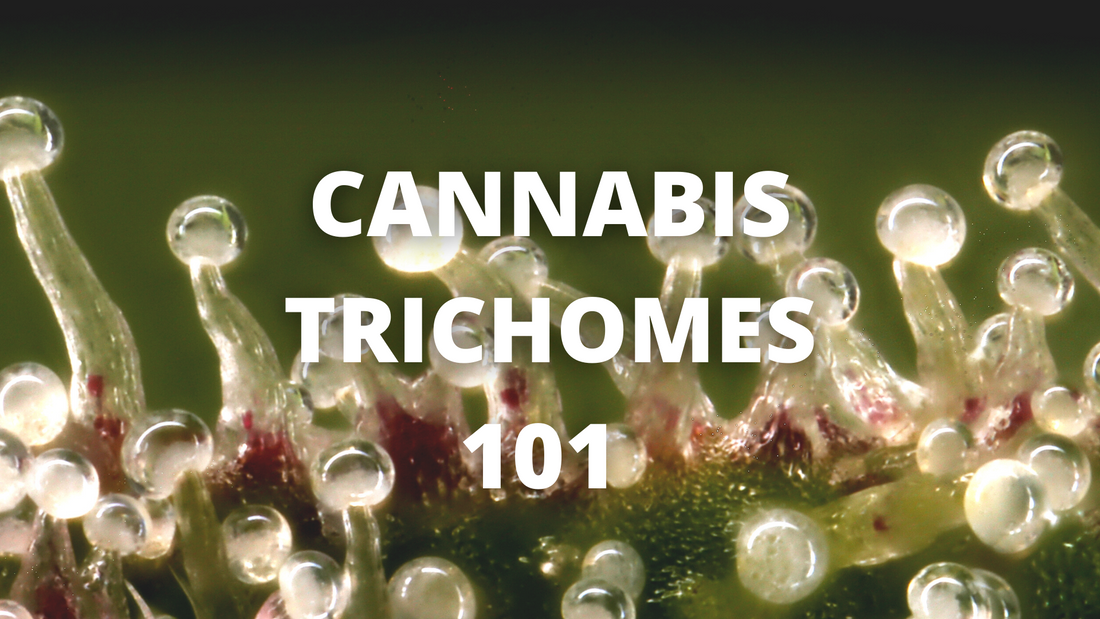 Cannabis Trichomes May Be Tiny But They Leave a Huge Impression