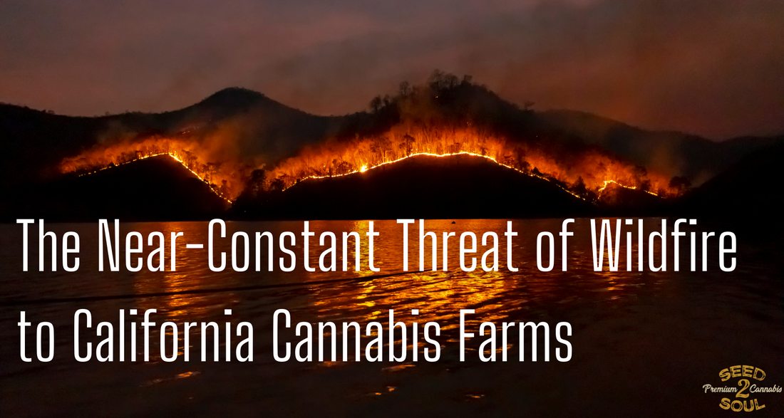 The Near-Constant Threat of Wildfire to California Cannabis Farms
