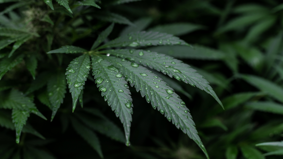 Understanding Terpene Profiles When Consuming Cannabis